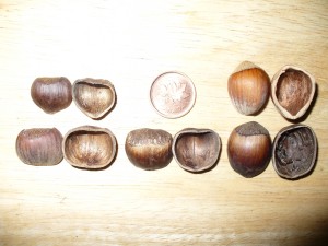 noisettes produit au Qubec Drummondville